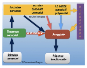 Le chemin parcouru à partir du stimulus sensoriel jusqu'à la réponse émotionnelle.